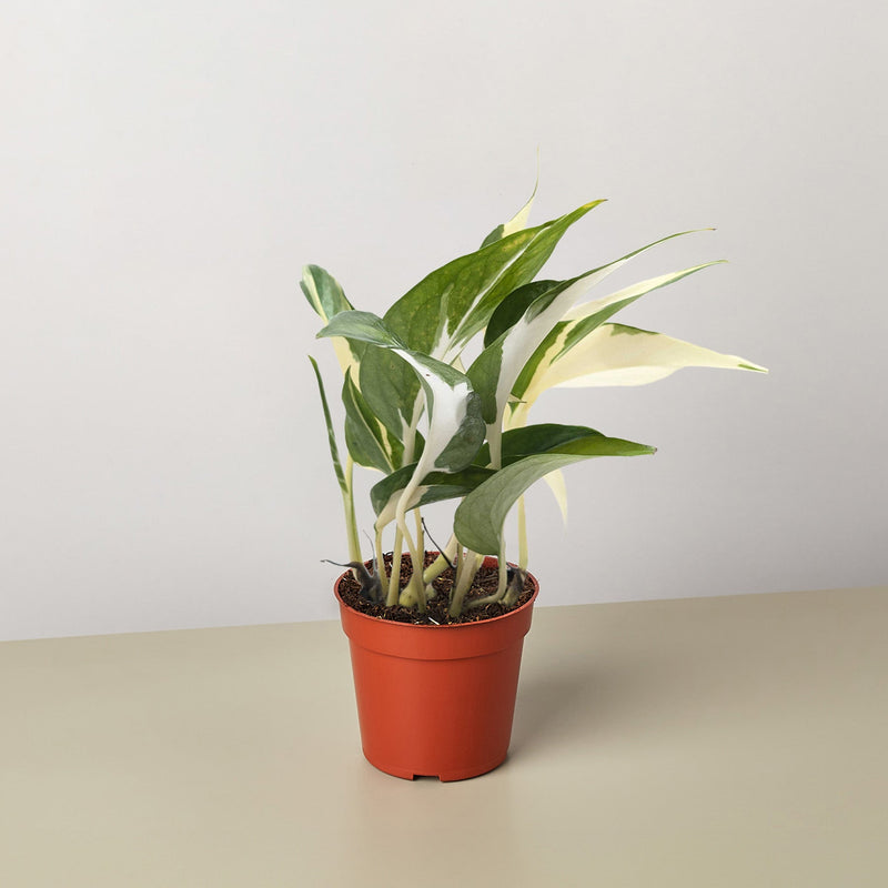 Load image into Gallery viewer, Pothos 'Mutant Manjula'
