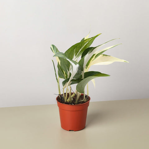 Pothos Mutant Manjula