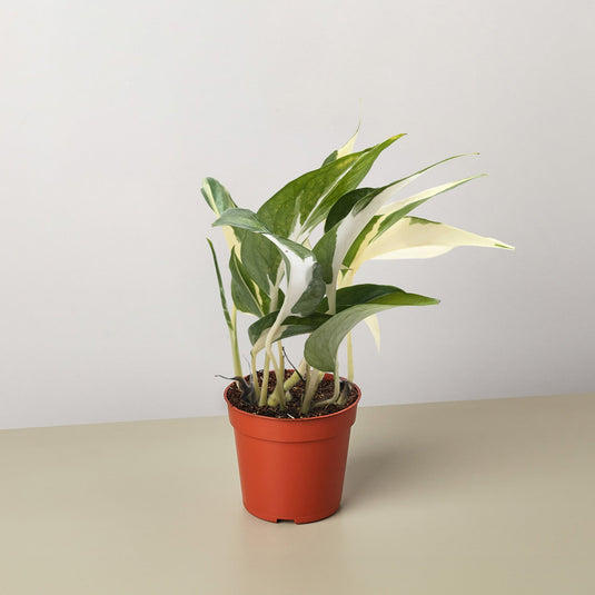 Pothos 'Mutant Manjula'