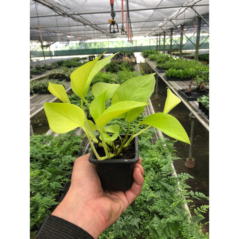 Load image into Gallery viewer, Pothos 'Neon'
