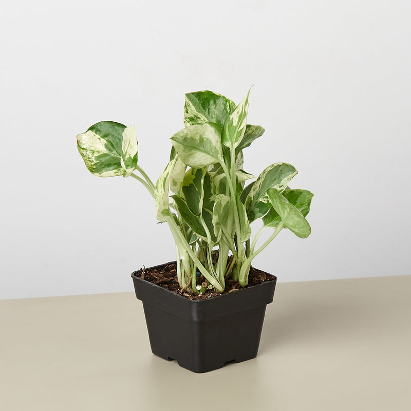 Load image into Gallery viewer, Pothos 'N'joy'
