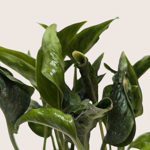 Pothos 'Shangri La', additional product view 2