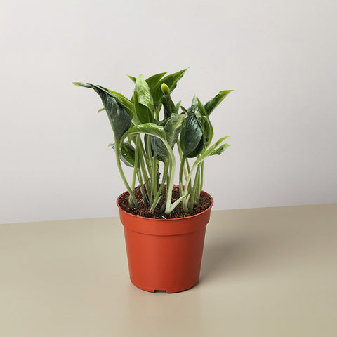 Pothos Shangri La