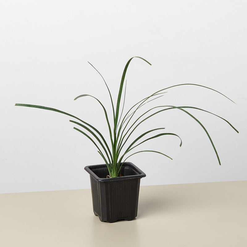 Load image into Gallery viewer, Palm Ponytail
