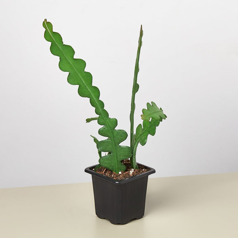 Load image into Gallery viewer, Epiphyllum 'Ric Rac' Cactus
