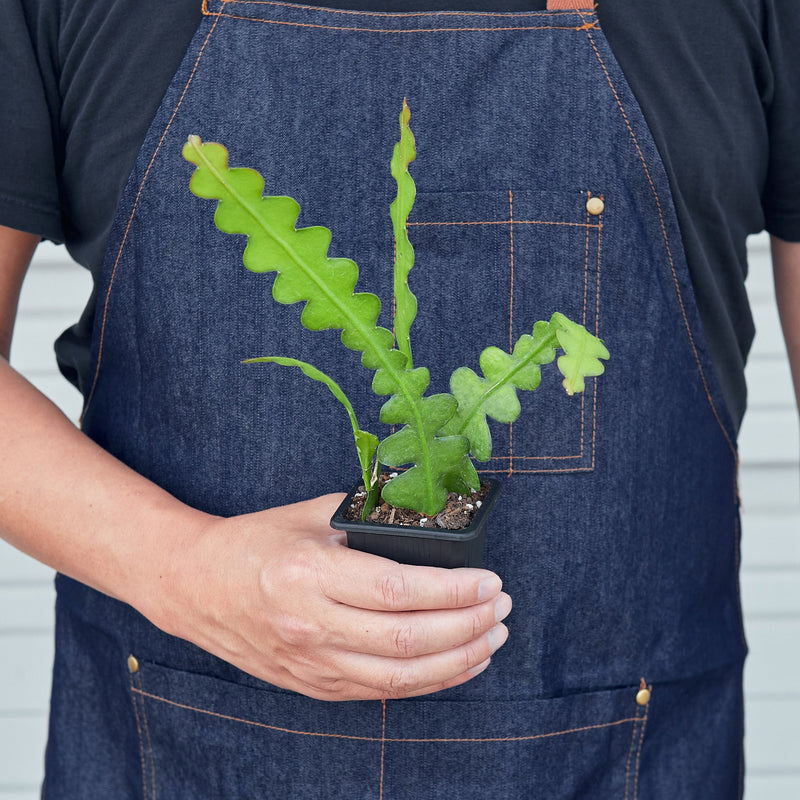 Load image into Gallery viewer, Epiphyllum 'Ric Rac' Cactus
