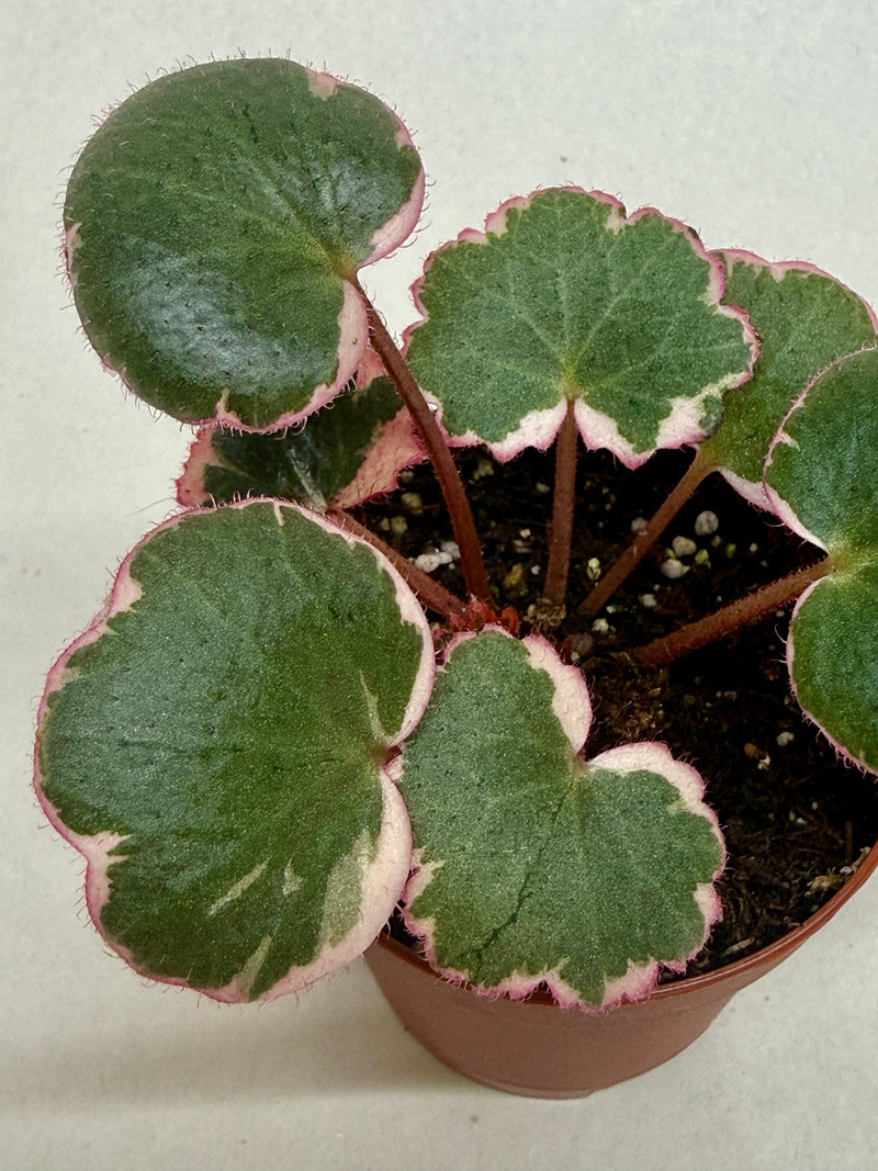 Load image into Gallery viewer, Saxifraga Tricolor
