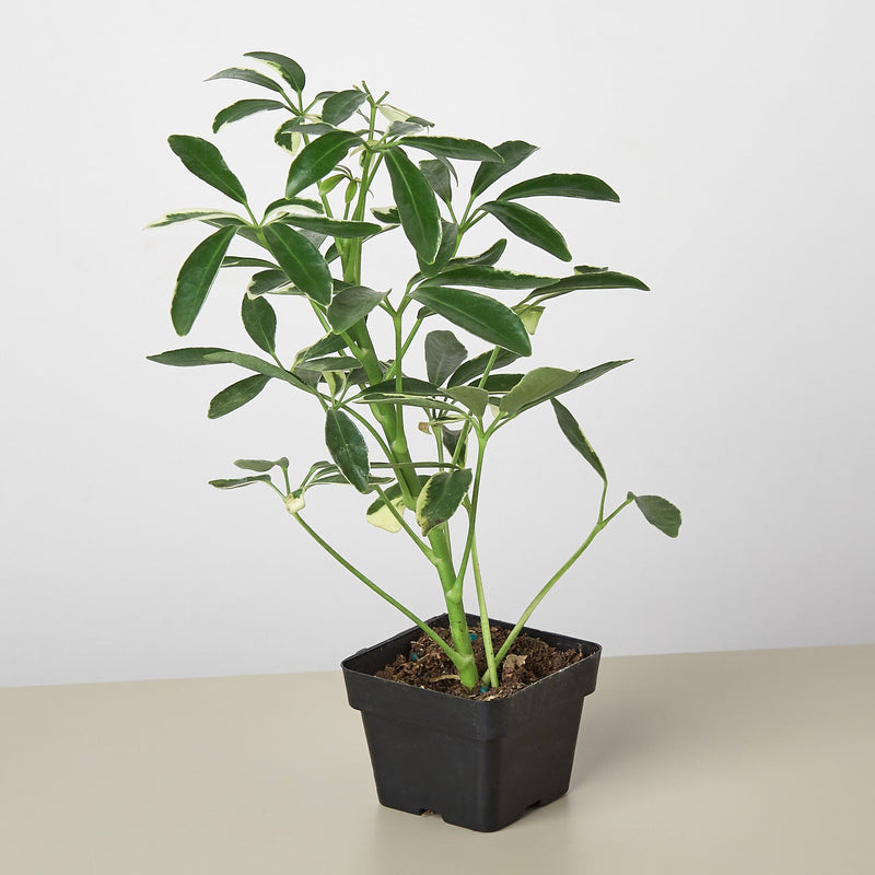 Load image into Gallery viewer, Schefflera 'Moonlight'
