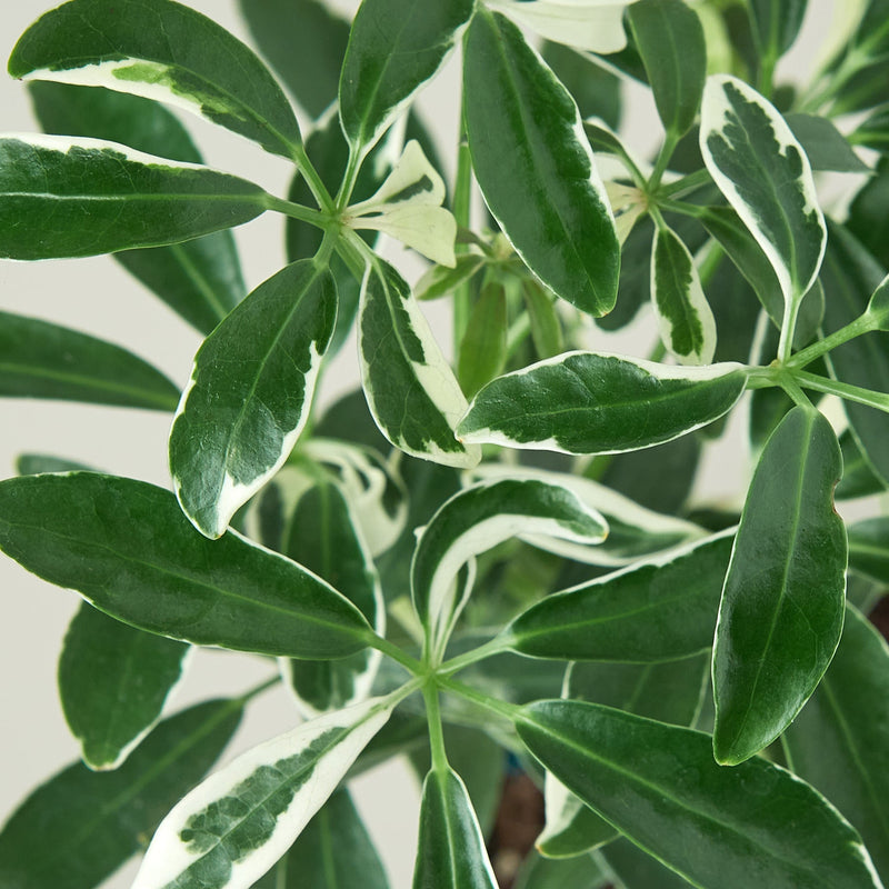 Load image into Gallery viewer, Schefflera 'Moonlight'
