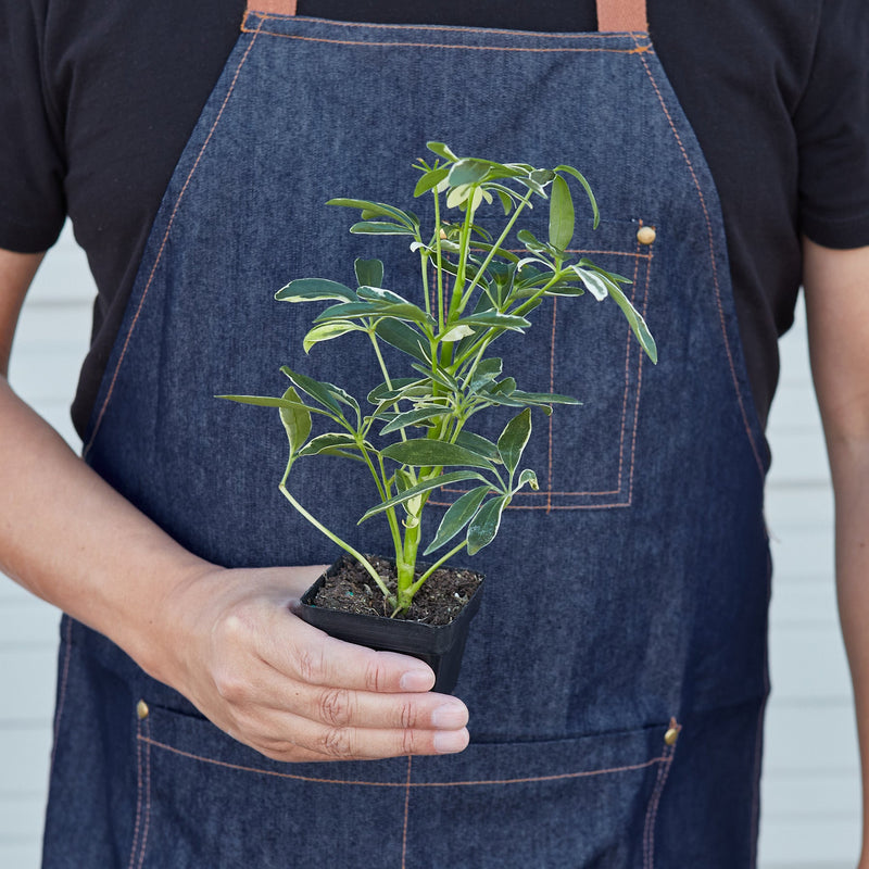 Load image into Gallery viewer, Schefflera 'Moonlight'
