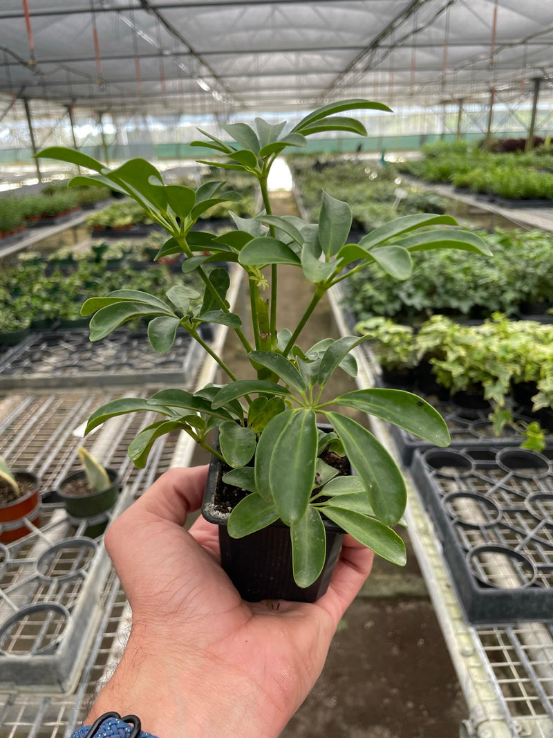 Load image into Gallery viewer, Schefflera Arboricola
