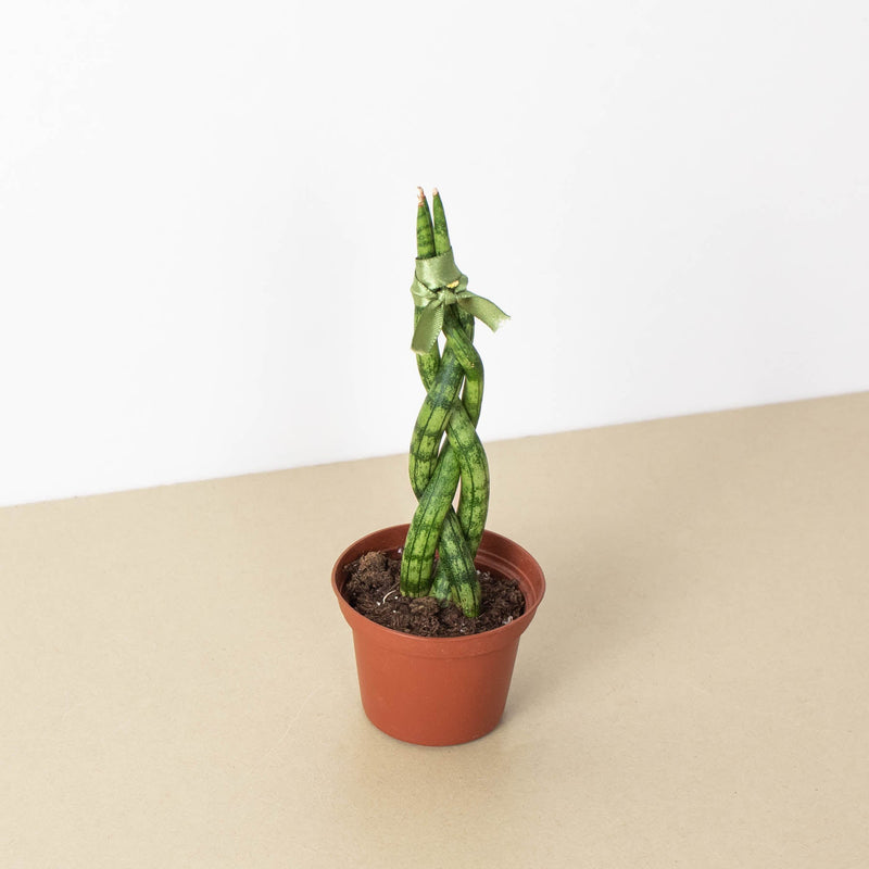 Load image into Gallery viewer, Snake Plant 'Braided'
