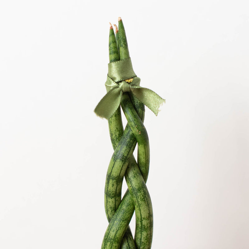 Load image into Gallery viewer, Snake Plant 'Braided'
