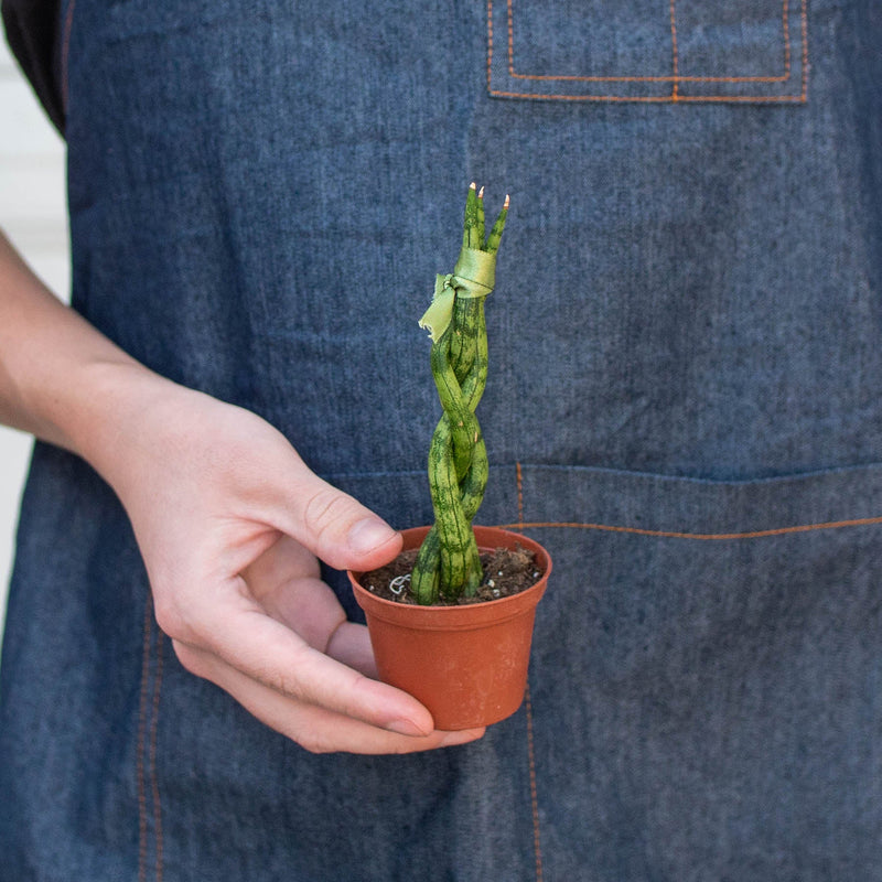 Load image into Gallery viewer, Snake Plant 'Braided'
