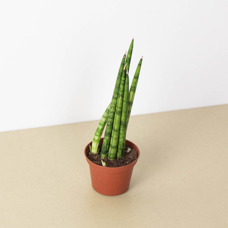 Load image into Gallery viewer, Snake Plant 'Cylindrica'

