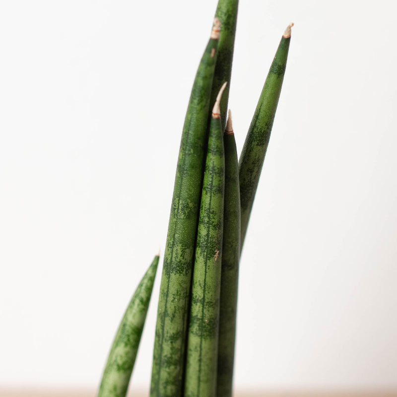 Load image into Gallery viewer, Snake Plant 'Cylindrica'
