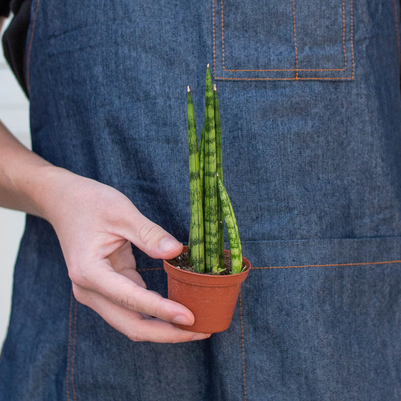 Load image into Gallery viewer, Snake Plant 'Cylindrica'
