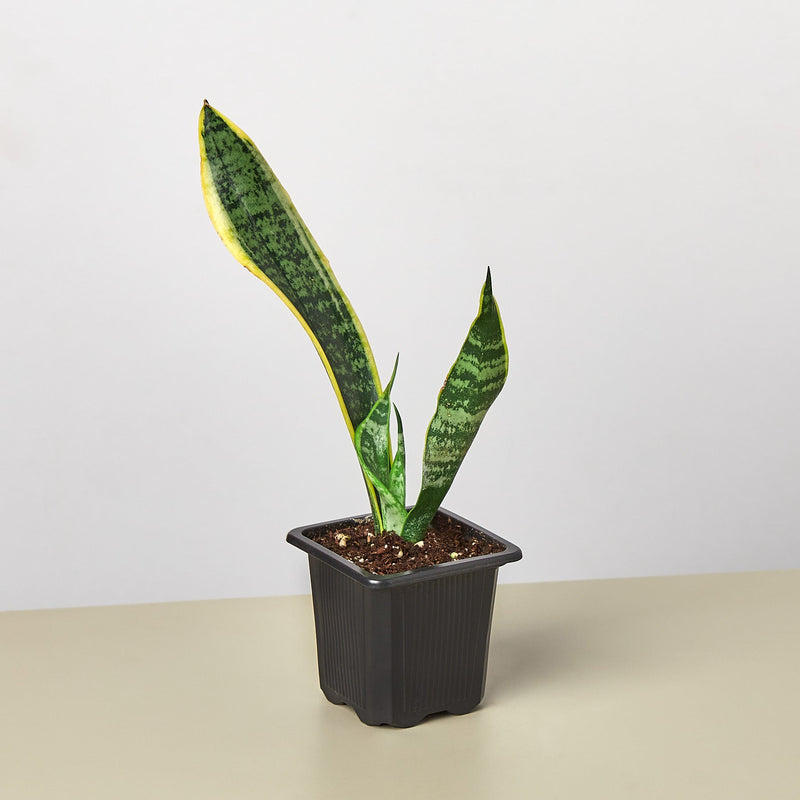 Load image into Gallery viewer, Snake Plant 'Laurentii'
