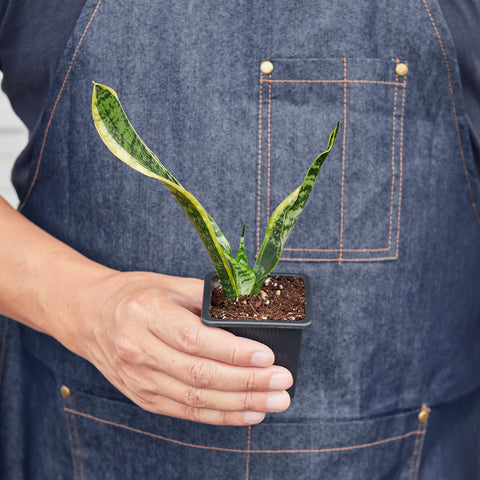 Snake Plant 'Laurentii', additional product view 2
