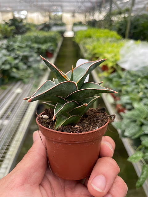 Snake 'Lavranos', additional product view 2