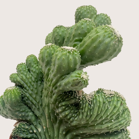Succulent Cereus Coral Green, additional product view 2