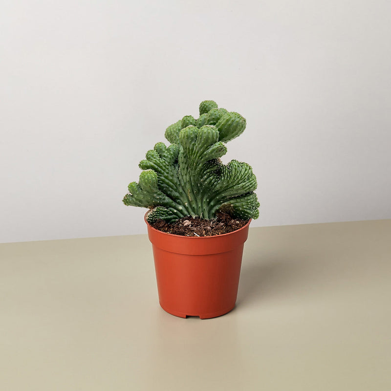 Load image into Gallery viewer, Succulent Cereus Coral Green
