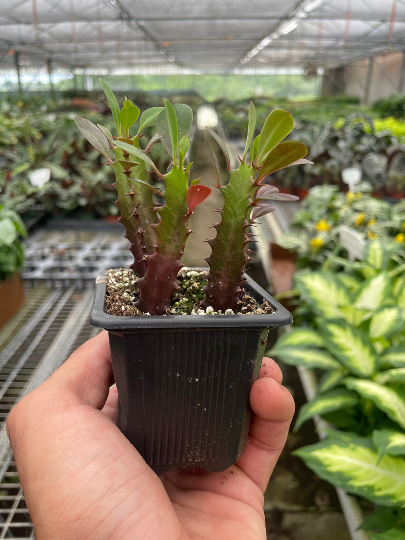 Load image into Gallery viewer, Succulent Euphorbia 'Trigona Rubra'
