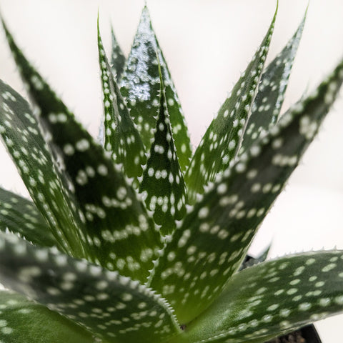 Succulent Gasteria Durban, additional product view 2