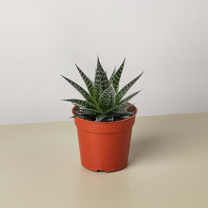 Load image into Gallery viewer, Succulent Gasteria Durban
