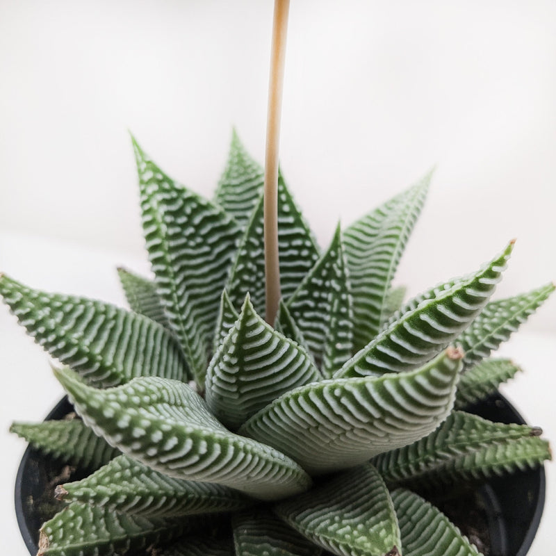 Load image into Gallery viewer, Succulent Haworthia Miami
