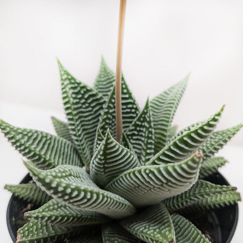 Succulent Haworthia Miami, additional product view 2