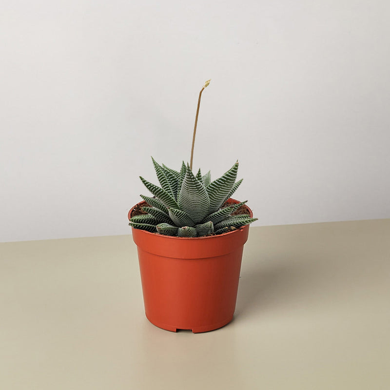Load image into Gallery viewer, Succulent Haworthia Miami

