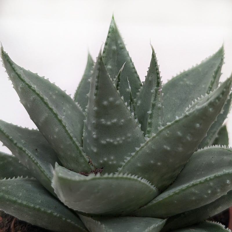 Load image into Gallery viewer, Succulent Haworthia Savanna
