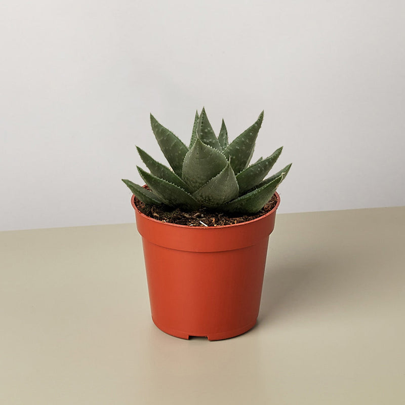 Load image into Gallery viewer, Succulent Haworthia Savanna
