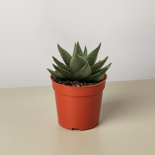 Succulent Haworthia Savanna