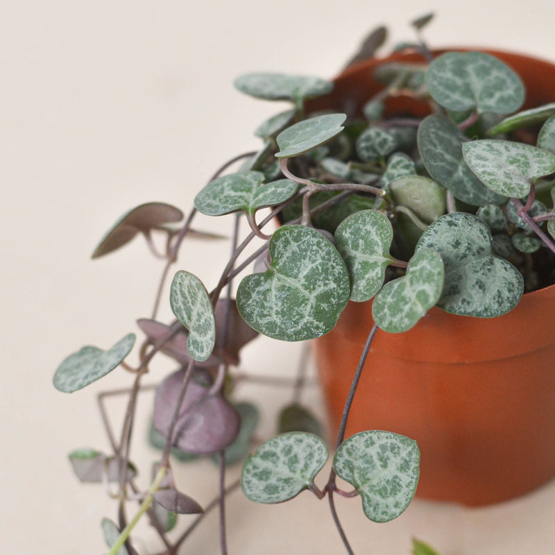 Load image into Gallery viewer, Succulent 'String of Hearts'
