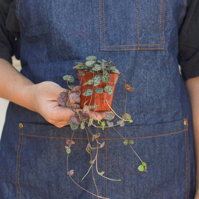 Load image into Gallery viewer, Succulent 'String of Hearts'
