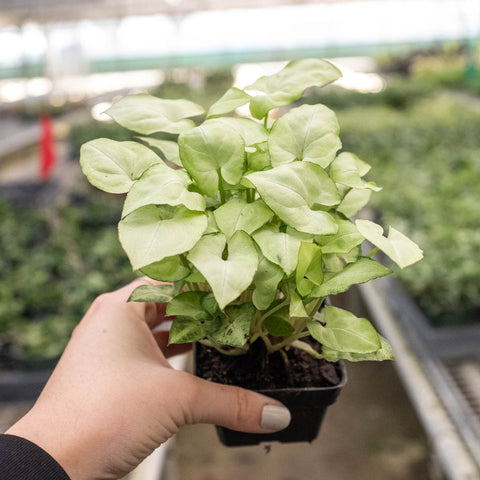Syngonium 'Moonshine', additional product view 2