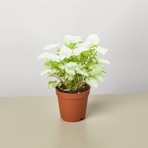 Syngonium Moonshine