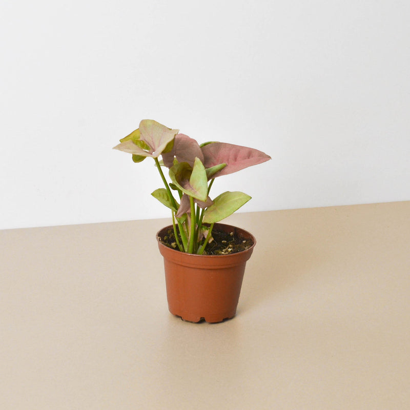 Load image into Gallery viewer, Syngonium 'Strawberry'
