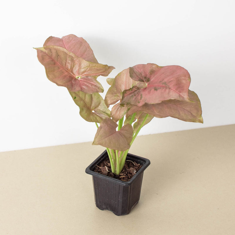 Load image into Gallery viewer, Syngonium 'Strawberry'
