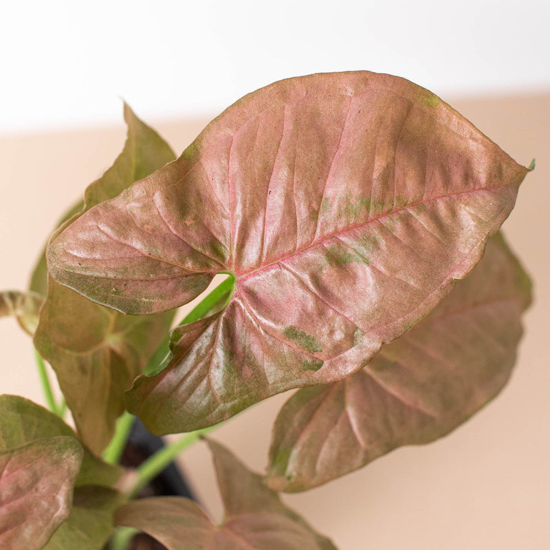 Load image into Gallery viewer, Syngonium 'Strawberry'
