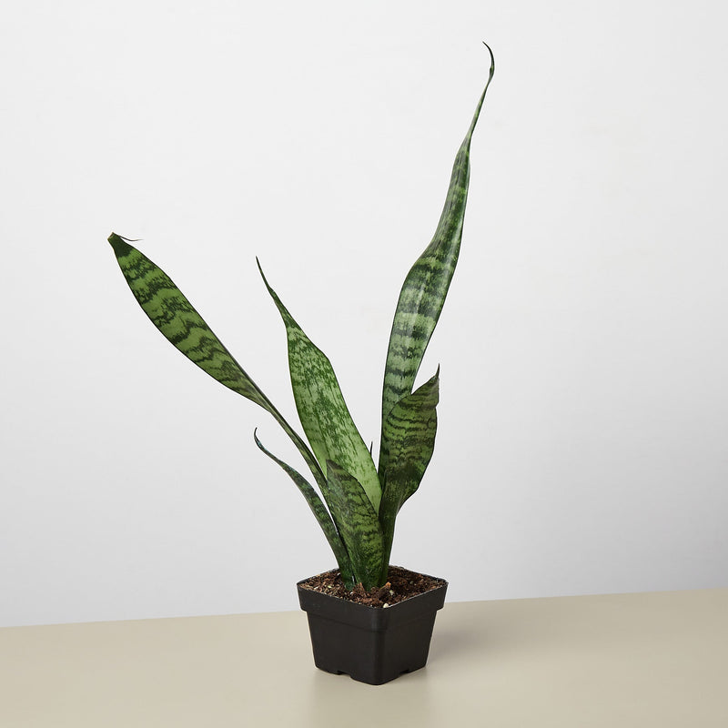 Load image into Gallery viewer, Snake Plant 'Zeylanica'
