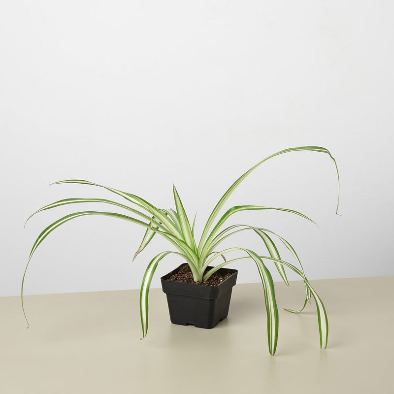 Load image into Gallery viewer, Spider Plant 'Reverse'
