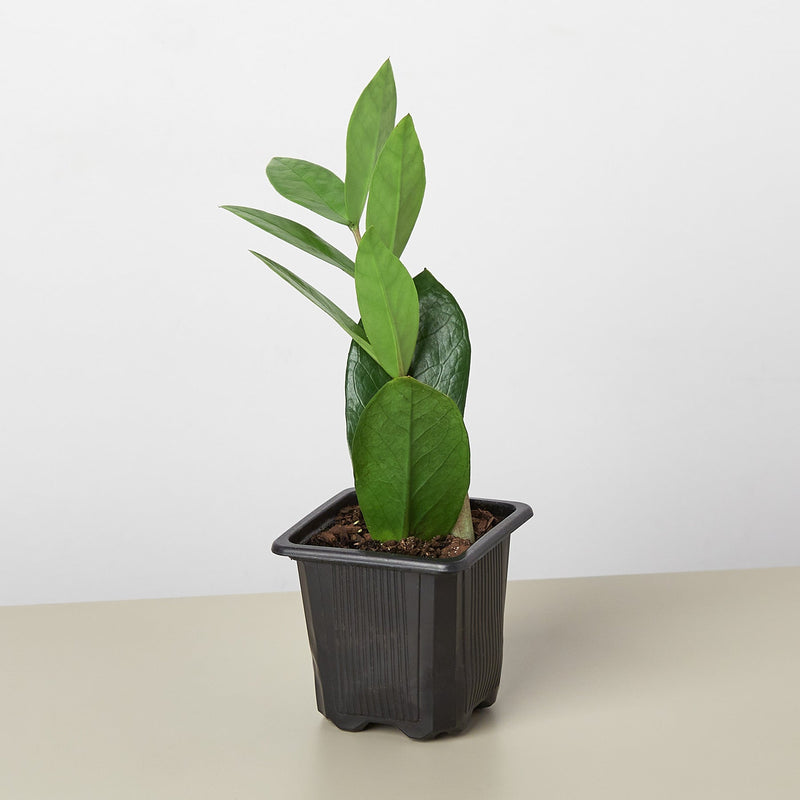 Load image into Gallery viewer, Zamioculcas Zamiifolia 'ZZ'
