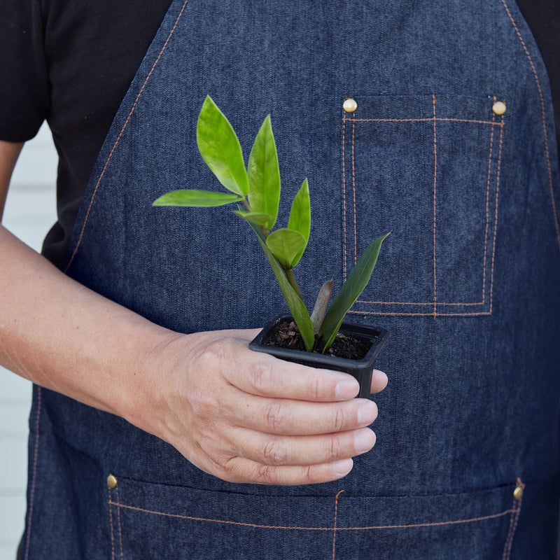 Load image into Gallery viewer, Zamioculcas Zamiifolia 'ZZ'
