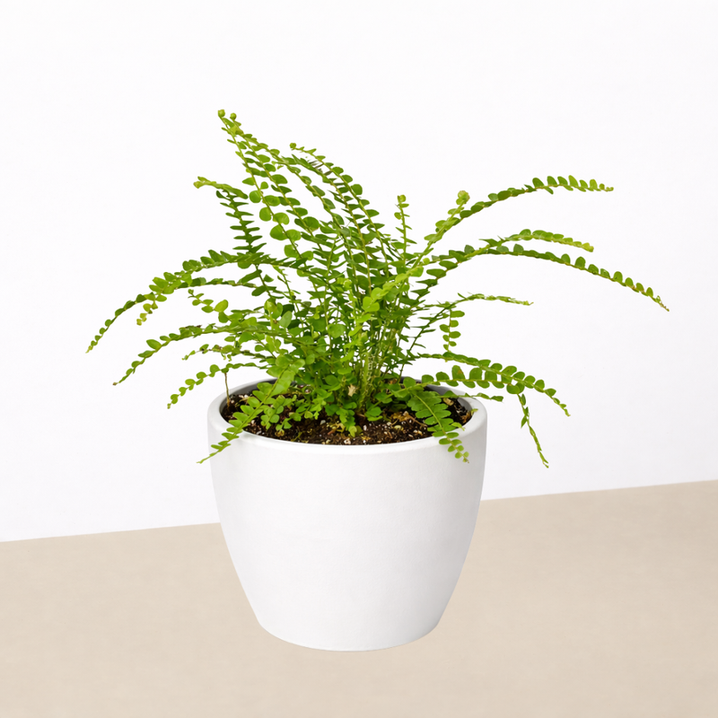 Load image into Gallery viewer, Lemon Button Fern
