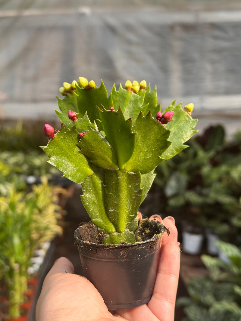 Load image into Gallery viewer, Zygocactus 'Christmas Cactus'

