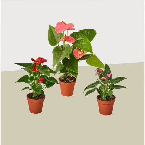 3 Anthurium variety pack, 4-inch pots