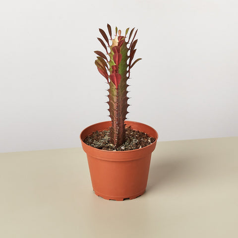Succulent Euphorbia Trigona Rubra